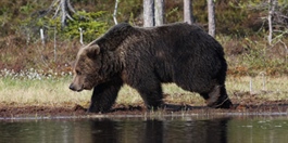 Så mange rovdyrkull ble påvist